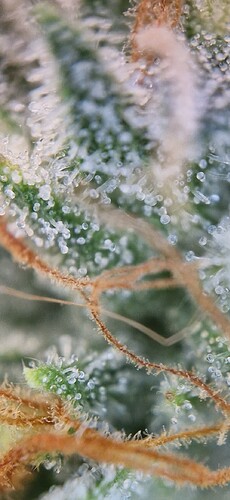 Growreport Bild 13
