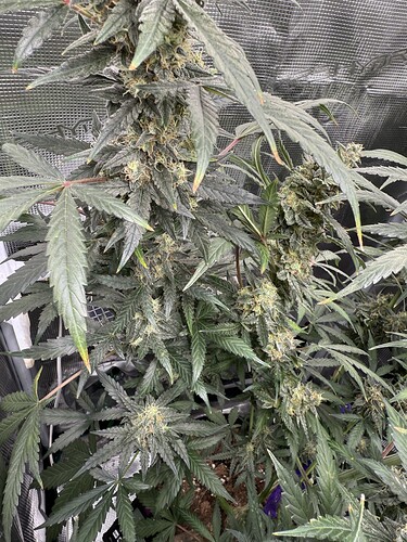 Growreport Bild 30