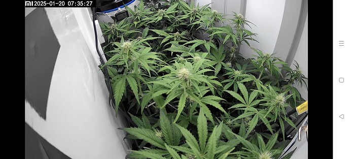 Screenshot_2025-01-20-07-32-27-02_89ed83f5c7ca8fa2c91fc75c50289338