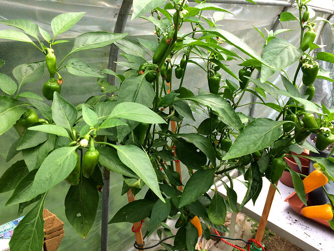 Grow26_0714_22