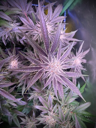 Growreport Bild 9