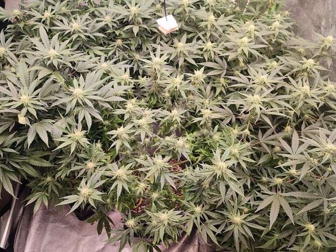 Growreport Bild 14