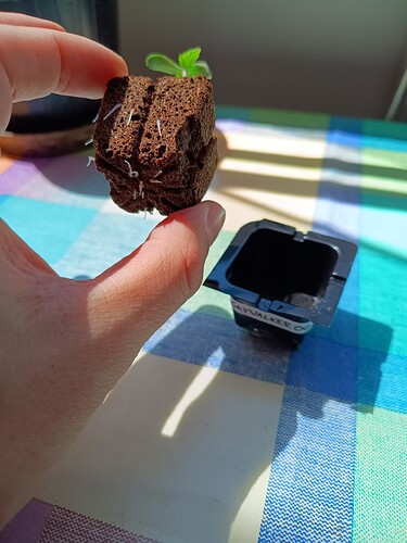Growreport Bild 7