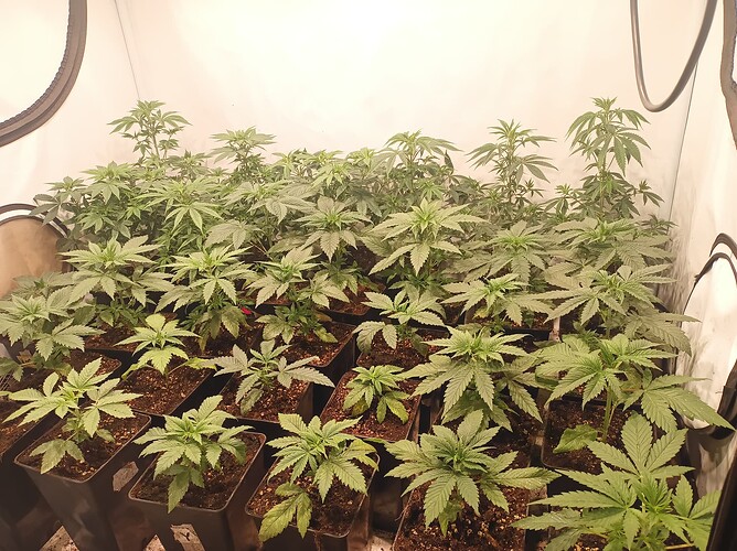Growreport Bild 3