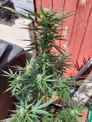 Growreport Bild 92
