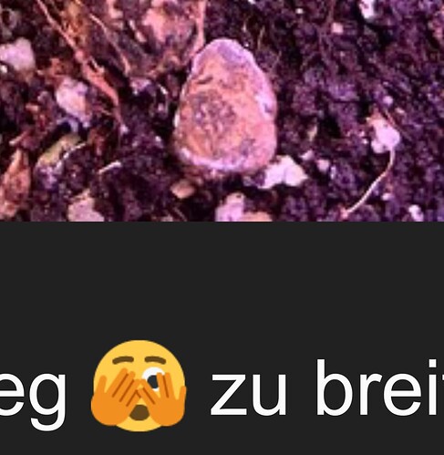 Growreport Bild 19