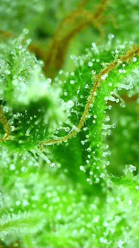 Growreport Bild 5