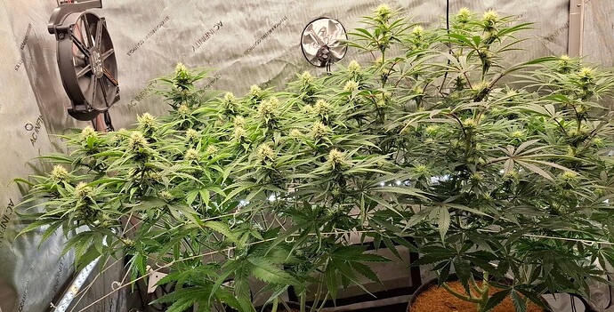 Growreport Bild 2