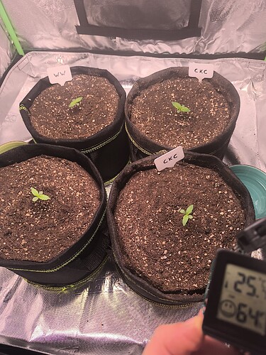 Growreport Bild 2
