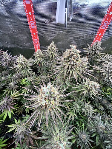 Nahaufnahme von blühenden Cannabis-Pflanzen in einem Grow-Zelt mit Messlatten im Hintergrund.