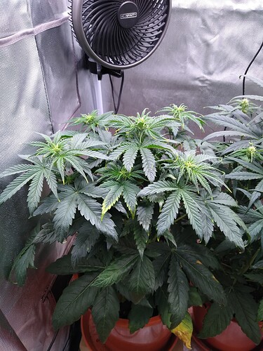 IMG_20240515_120200602