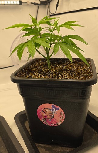 Growreport Bild 27