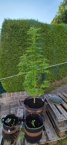 Growreport Bild 3