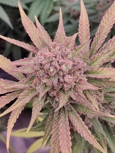 Growreport Bild 52