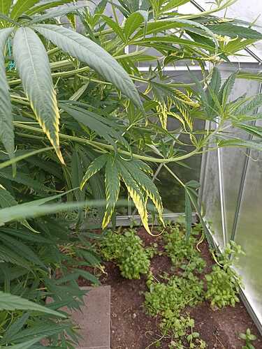 WhatsApp Bild 2024-07-18 um 08.09.07_946b8bc1