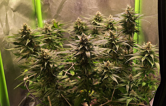 Growreport Bild 3