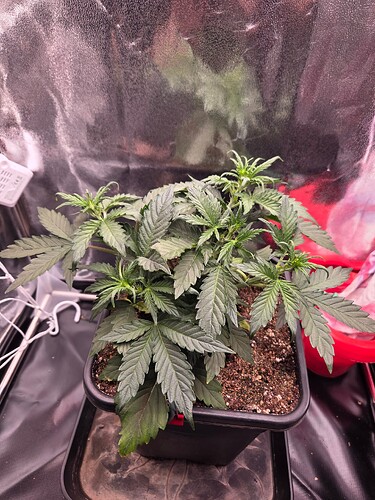 Growreport Bild 1