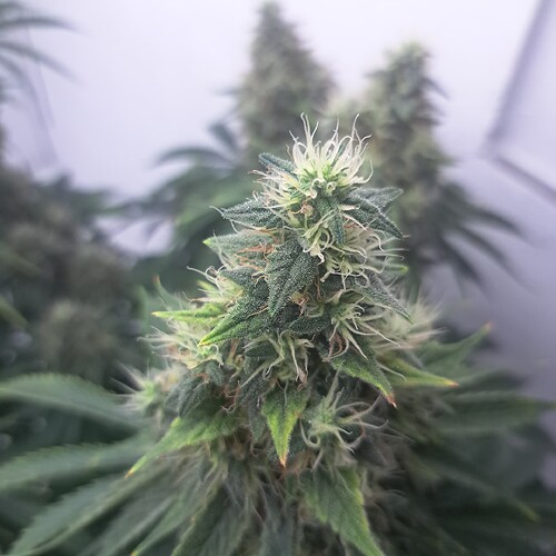 Growreport Bild 21