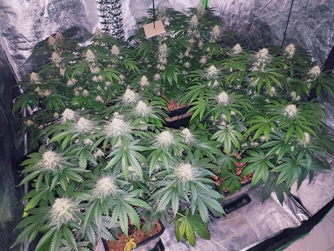 Growreport Bild 13