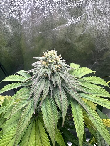 Growreport Bild 6