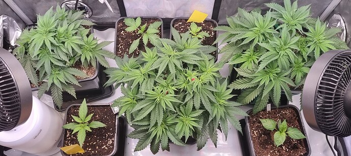 Growreport Bild 27