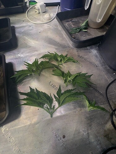 5x toppen gibt 5x Köpfe