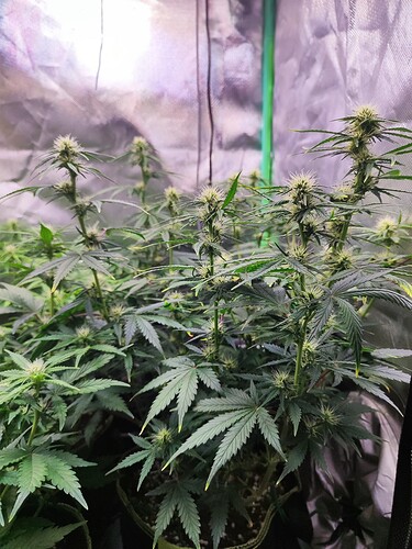 Growreport Bild 2