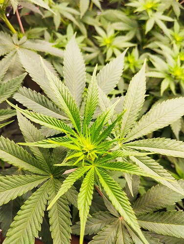 Growreport Bild 7