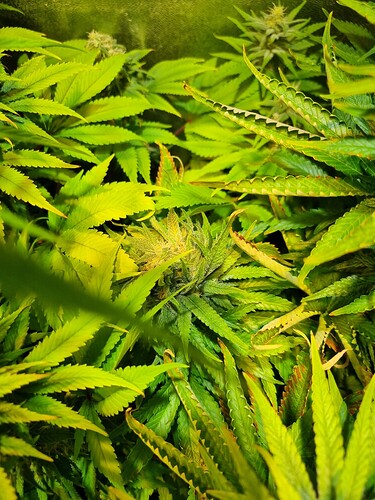 Nahaufnahme einer Cannabis-Pflanze in der Blütephase mit dichtem Blattwerk und sichtbaren Blütenansätzen.