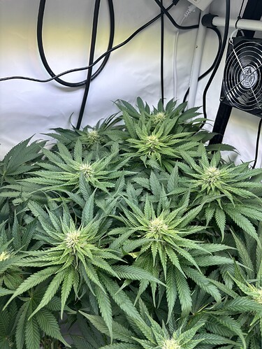 Growreport Bild 5