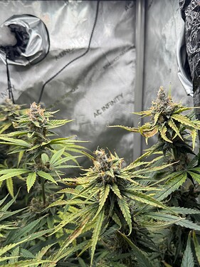 Growreport Bild 3