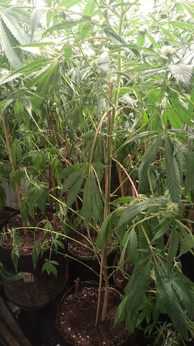 Growreport Bild 1