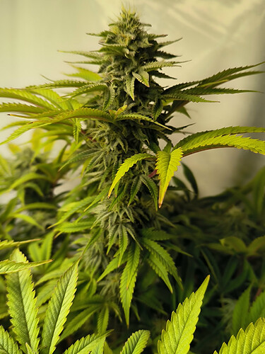 Growreport Bild 2
