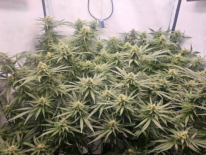 Growreport Bild 24