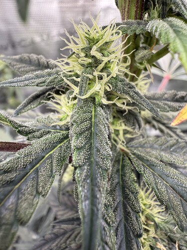 Growreport Bild 44
