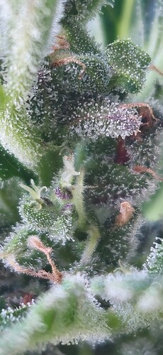 Growreport Bild 50