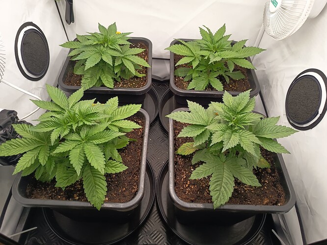 Growreport Bild 7
