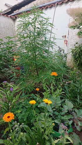 Growreport Bild 53