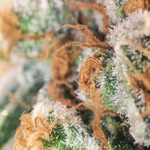 Growreport Bild 54