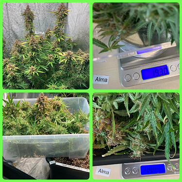 Growreport Bild 2