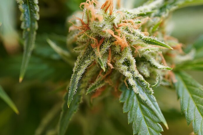 Growreport Bild 6