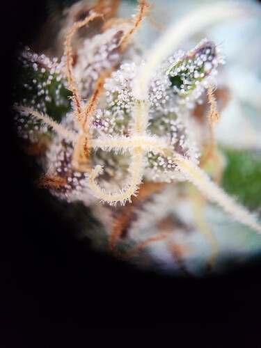 Growreport Bild 11
