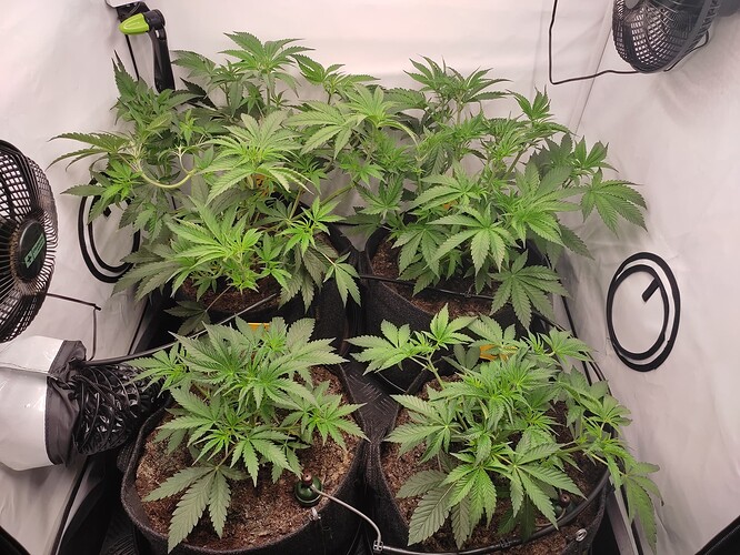 Growreport Bild 28