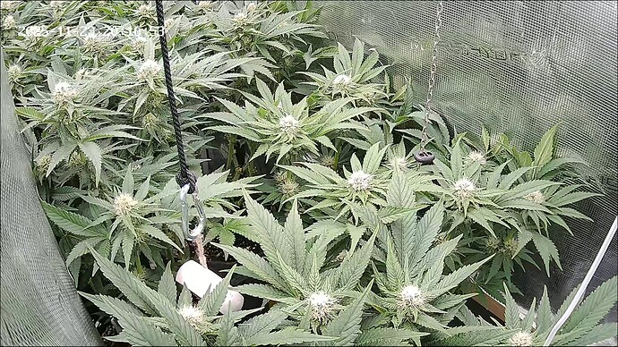 Growreport Bild 41