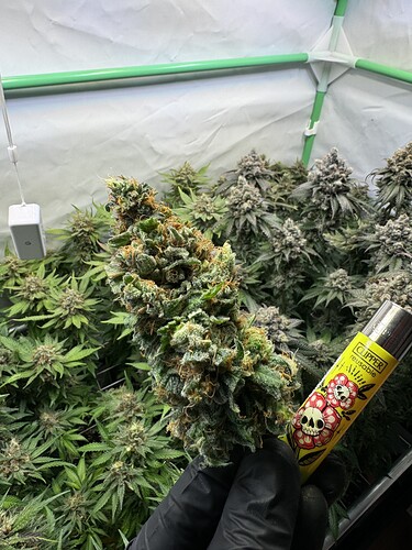 Growreport Bild 61
