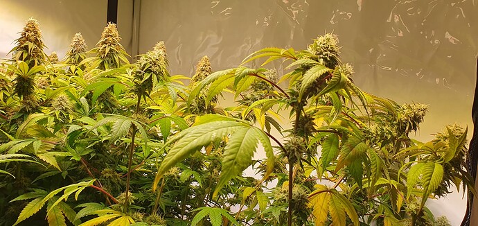 Growreport Bild 3