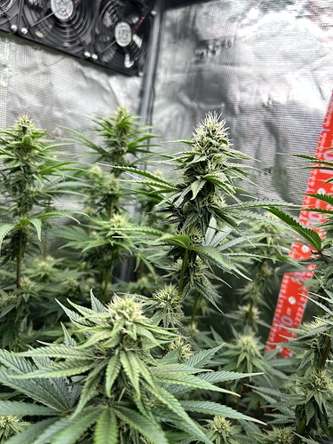 Mehrere Cannabis-Pflanzen in der Blütephase in einem Growzelt mit Lüftern und einem roten Messstab.