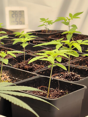 Growreport Bild 8