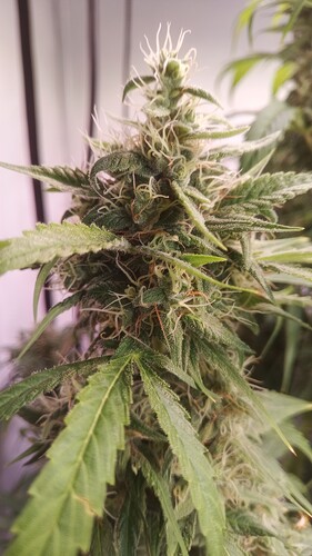 Growreport Bild 4