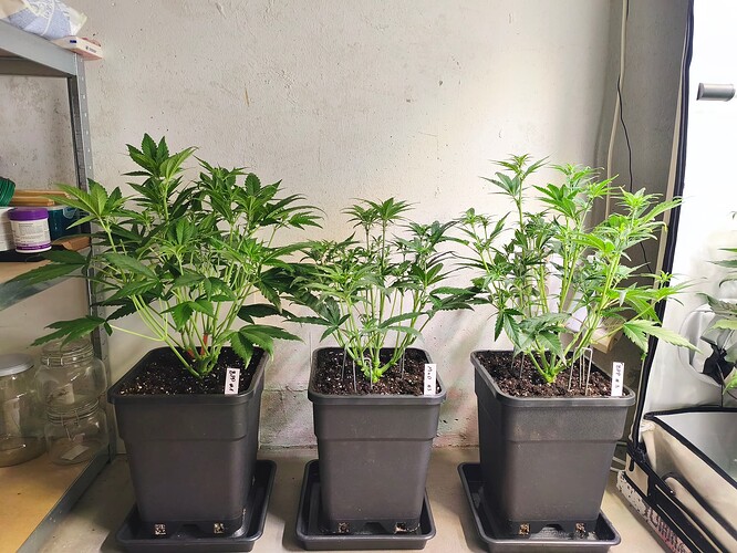 Growreport Bild 3
